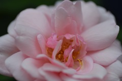 開きかけの花も美しい