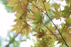 夏の次は秋