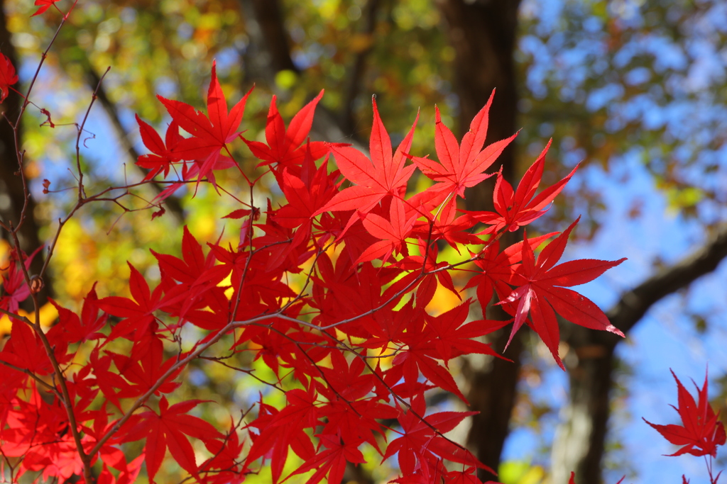 紅葉