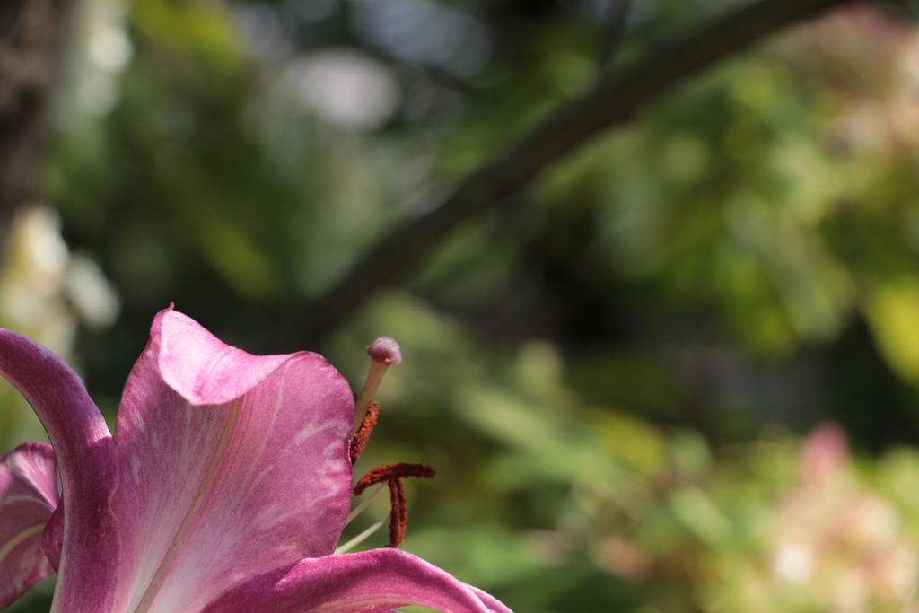 百合