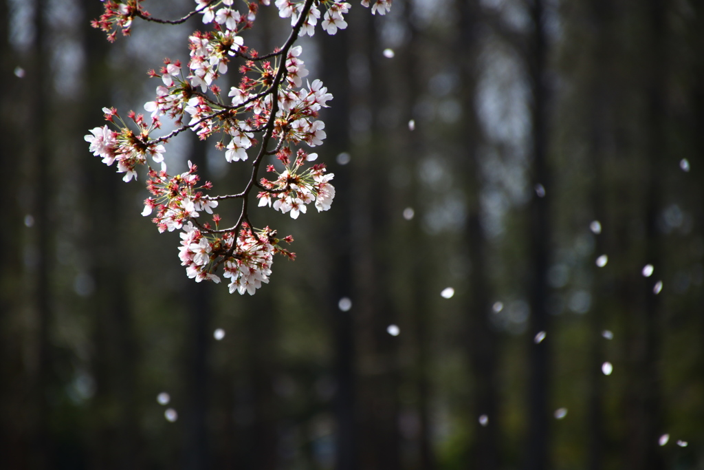 桜吹雪