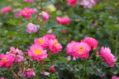 薔薇 薔薇