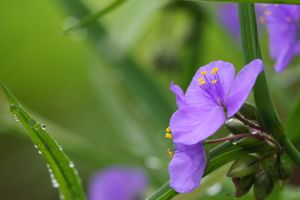 ムラサキツユクサ