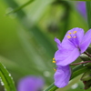 ムラサキツユクサ