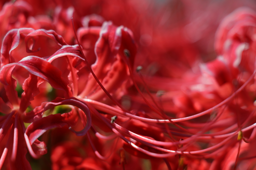 紅