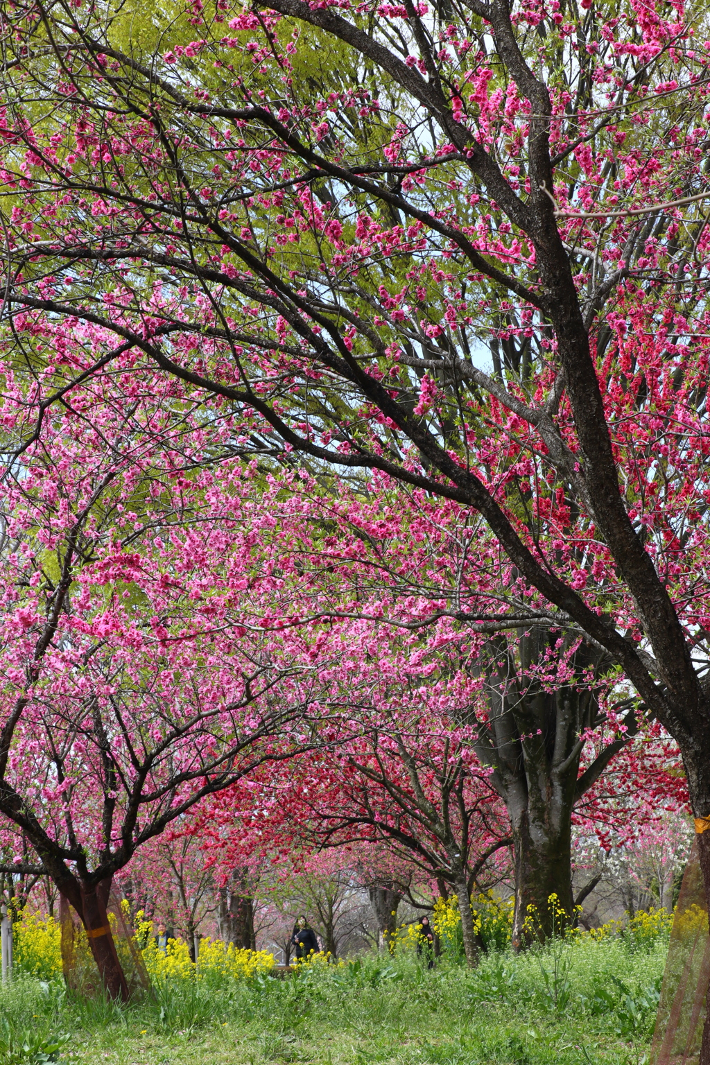 花桃