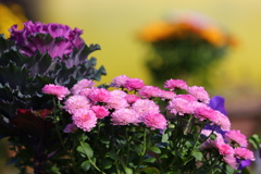 菊