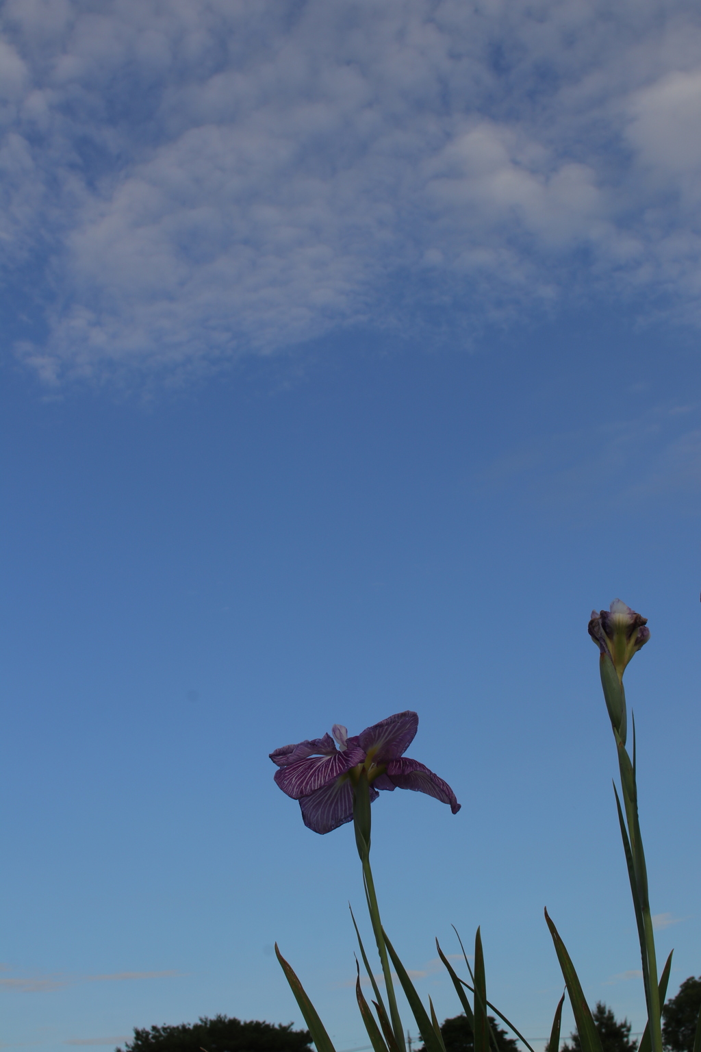 花菖蒲