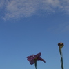 花菖蒲