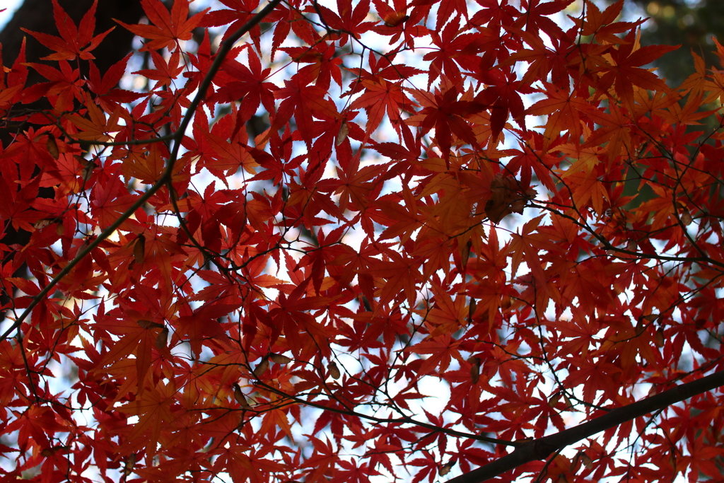 紅