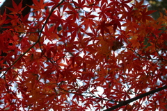 紅