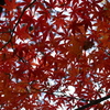 紅