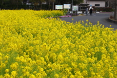 菜の花畑