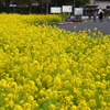 菜の花畑
