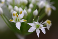 ニラの花