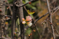 木瓜の花