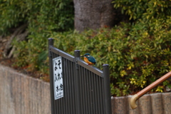 カワセミ