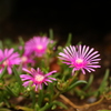 松葉菊
