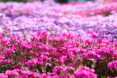 芝桜