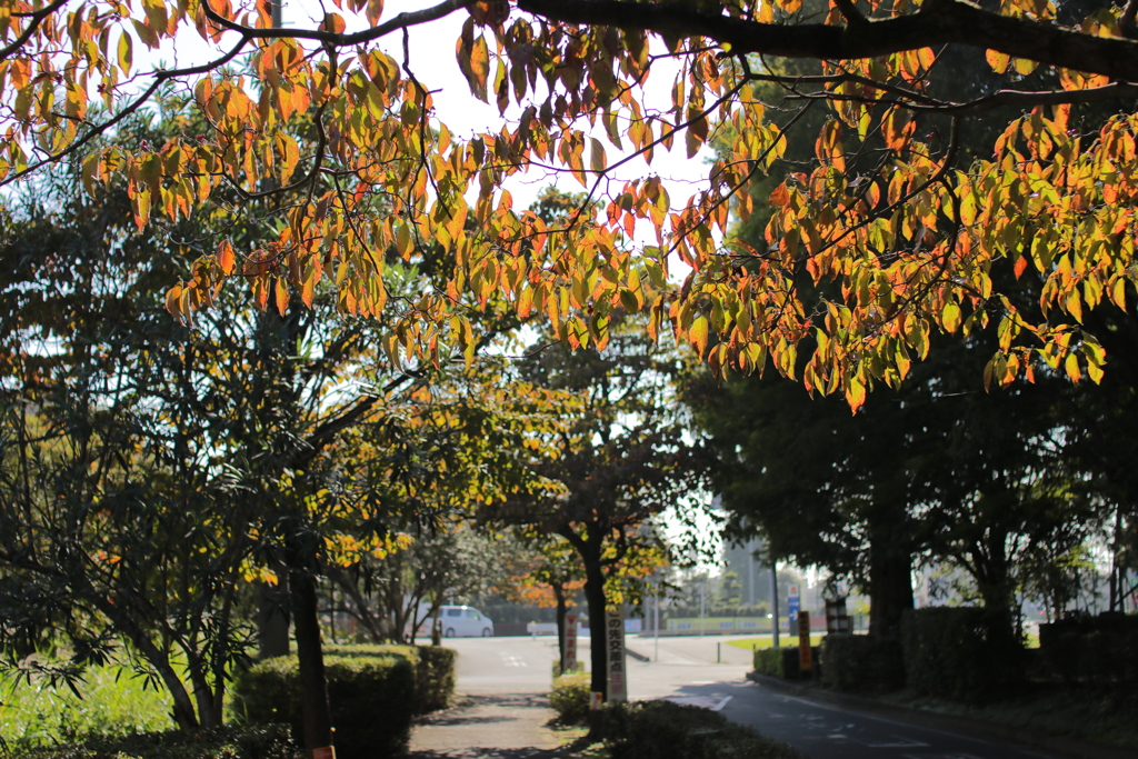 朝の公園