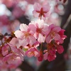 桜も咲いてますし…
