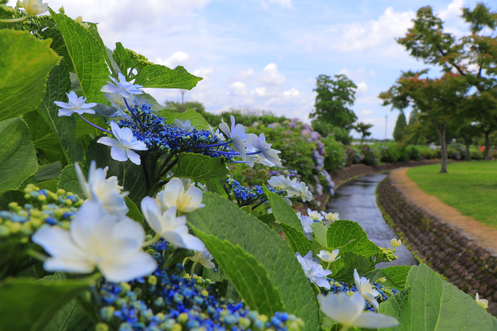 紫陽花