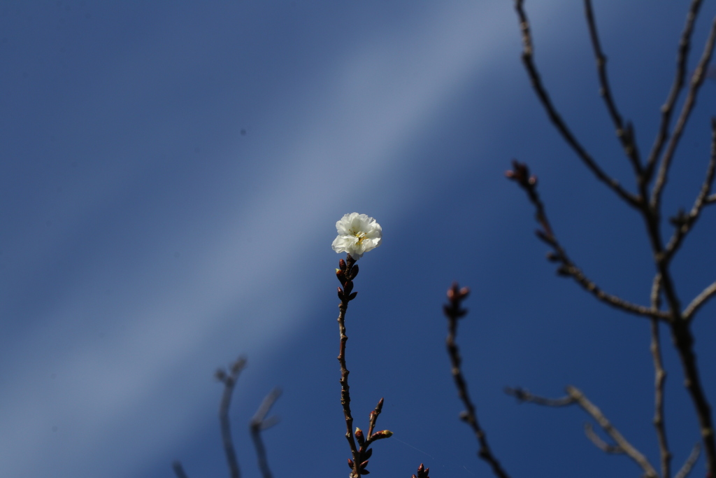 桜　一輪