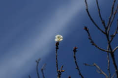 桜　一輪