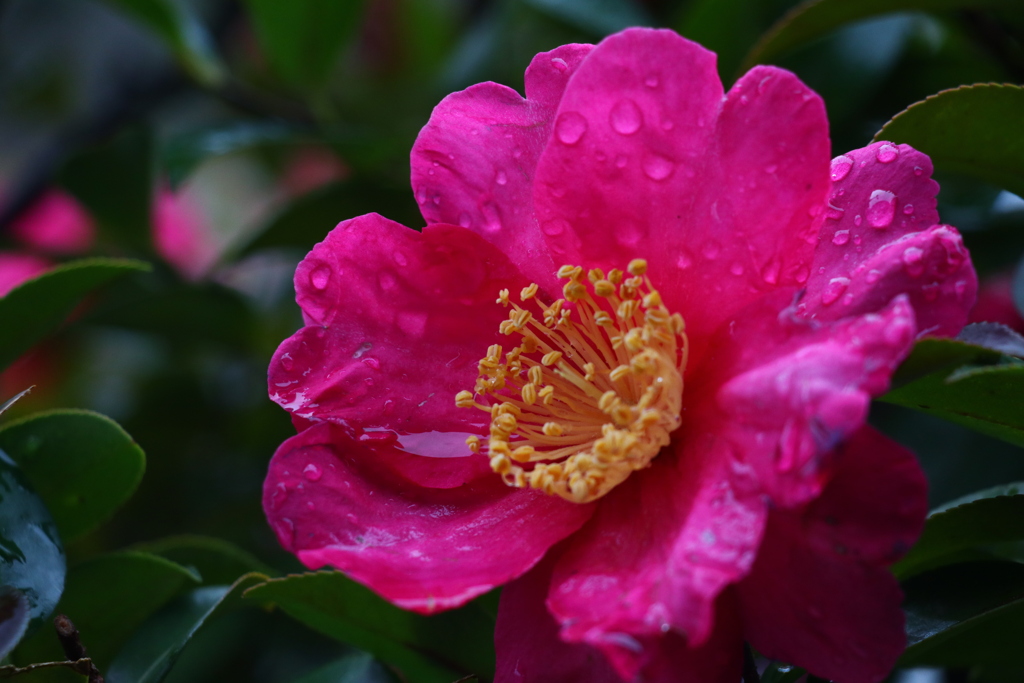 山茶花
