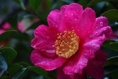 山茶花