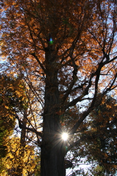 秋色と冬の太陽