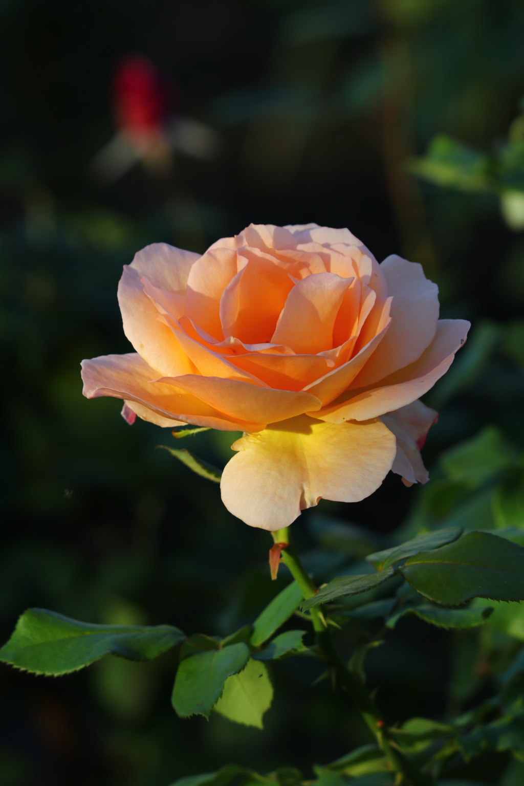 薔薇