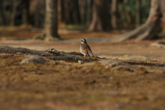 朝の公園で