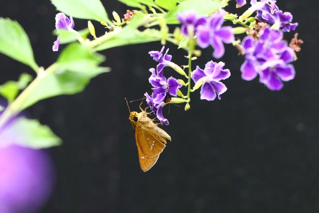 セセリと紫の花