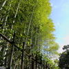 竹
