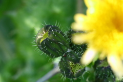 綺麗に花咲くその日まで