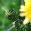 綺麗に花咲くその日まで