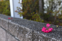 百日紅