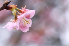 河津桜