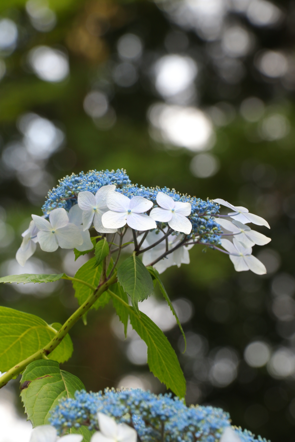 額紫陽花