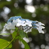 額紫陽花