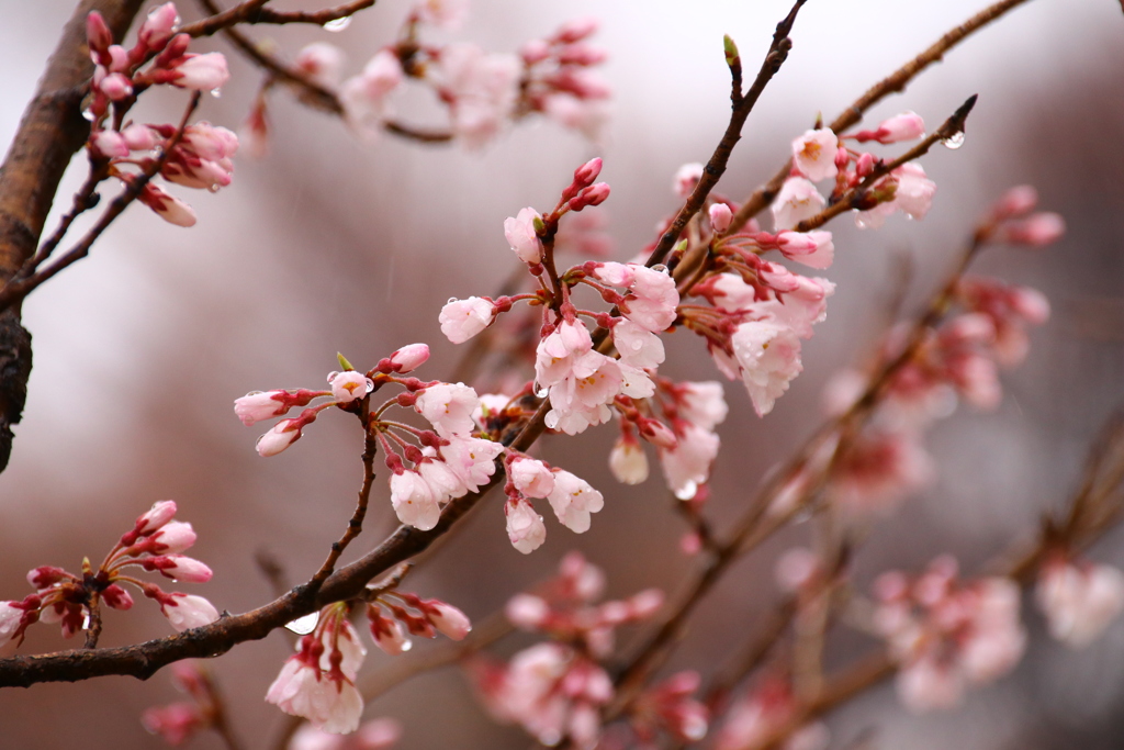 河津桜が咲いていました