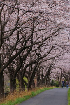 桜並木