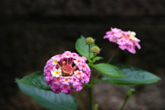 ランタナ