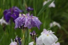 花菖蒲