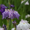 花菖蒲