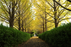 秋の散歩道