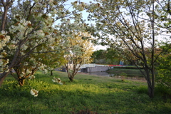 みどりの桜