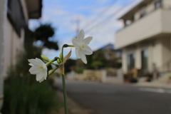 道端の花