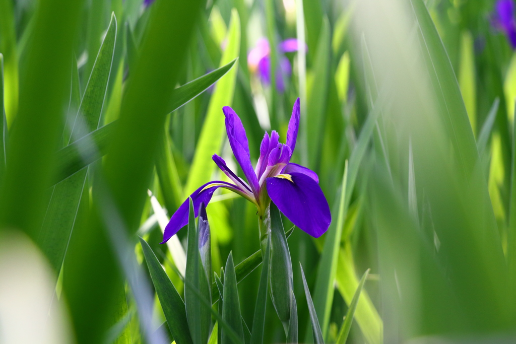 花菖蒲